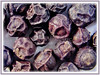Piper nigrum (Black Pepper, Common Pepper, Pepper Vine/Plant, White/Madagascar Pepper, Lada Hitam in Malay)