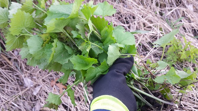 gloved hand holding a bouquet of garlic mustard leaves