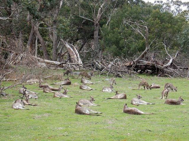 The Grampians, tierra de canguros - AUSTRALIA POR LIBRE: EL PAÍS DEL FIN DEL MUNDO (30)