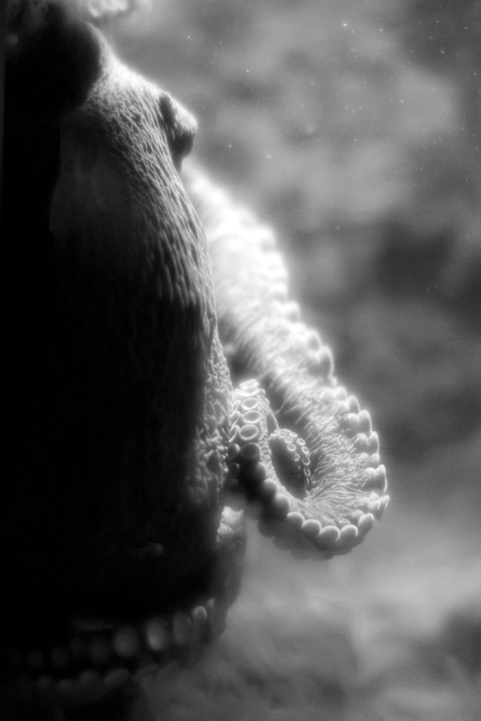 Pacific Octopus_2
