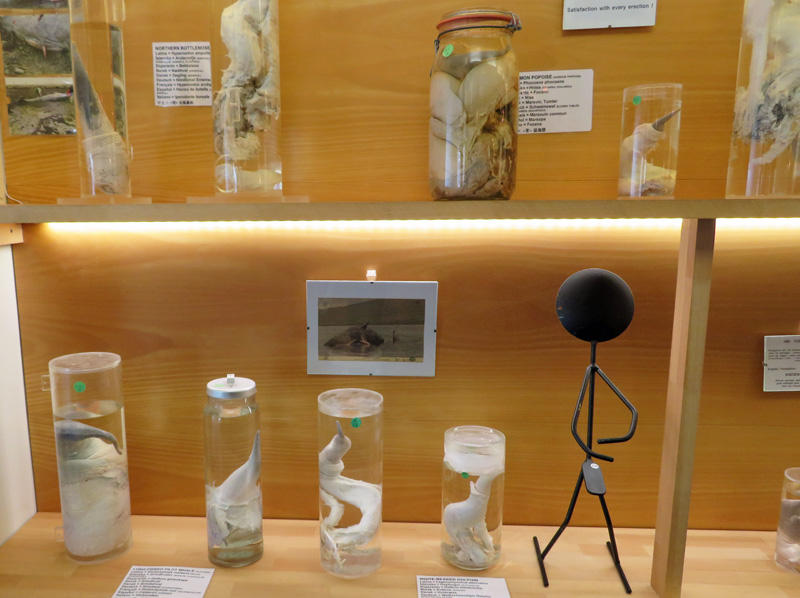 phallus-museum-jars