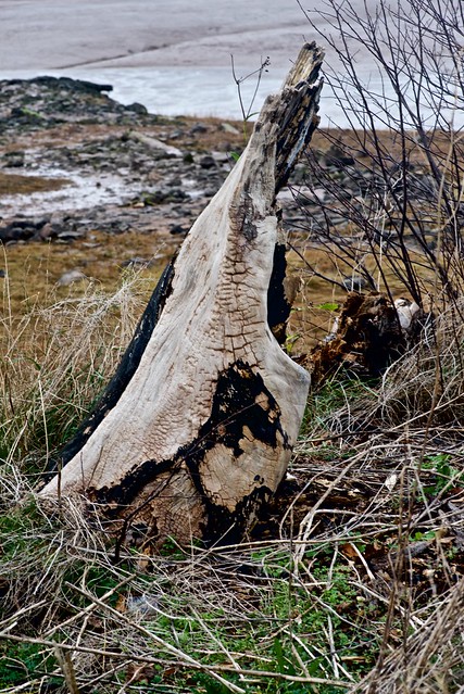 remains of the Horton Landing elm