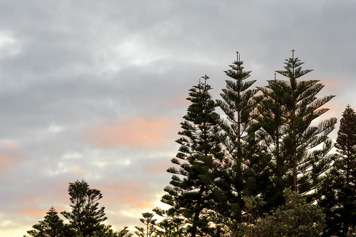 fa77 oldbar pentaxk3 sunset trees newsouthwales australia