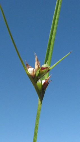 Scleria pauciflora