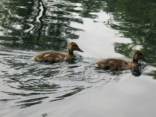 Two ducklings in Montreal