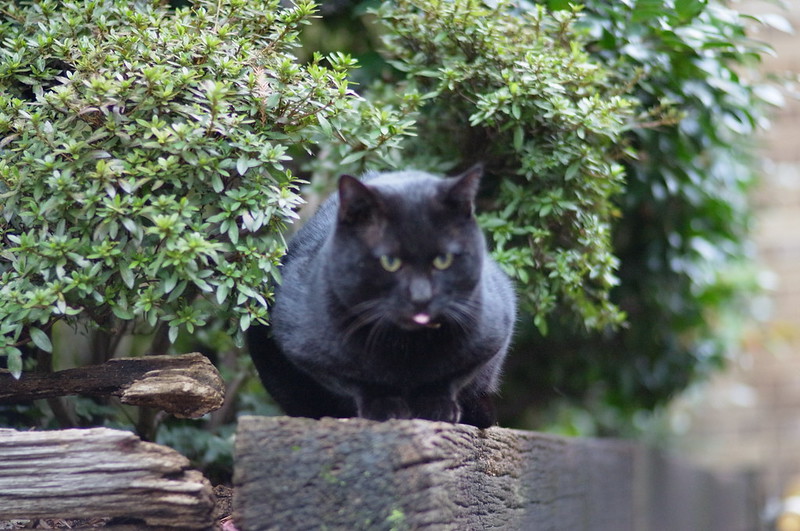 RICOH GXR+Voigtlander 75mm f1.8東池袋中央公園の猫。黒猫
