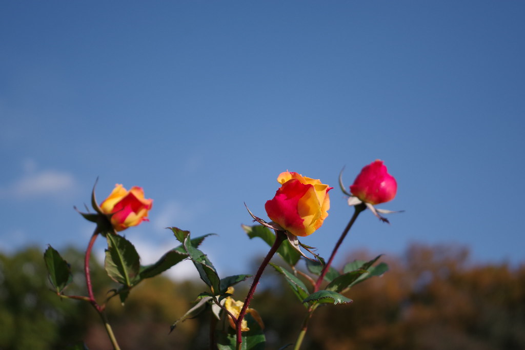 つぼみ Rose Garden