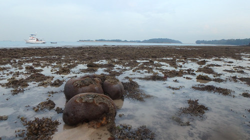 Living shores of Pulau Tekukor