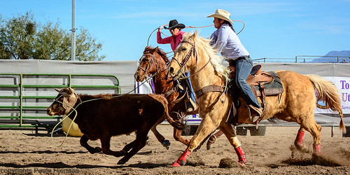 action animal arizona people sells usa beige brown calf color cowgirl domestic horse mammal red rodeo roping team white