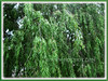 Salix babylonica (Weeping Willow, Peking Willow, Chinese Weeping Willow, Babylon Weeping Willow, Babylon Willow)