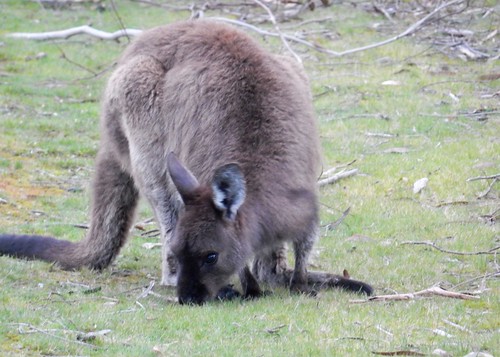 Kangaroo Island, fauna australiana en estado puro - AUSTRALIA POR LIBRE: EL PAÍS DEL FIN DEL MUNDO (43)