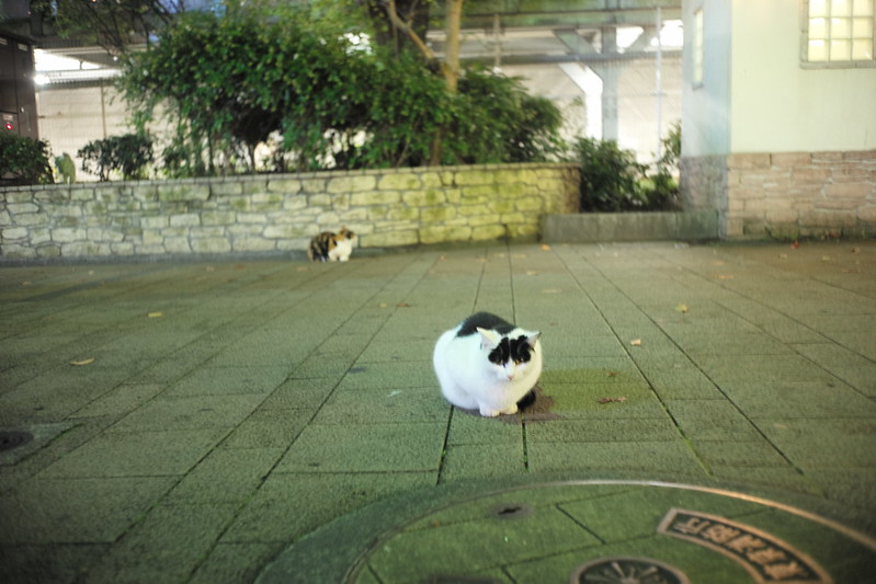 Leica M TYP240+Canon serenar 35mm f2.8池袋東口駅前公園水天宮の猫。白黒と三毛