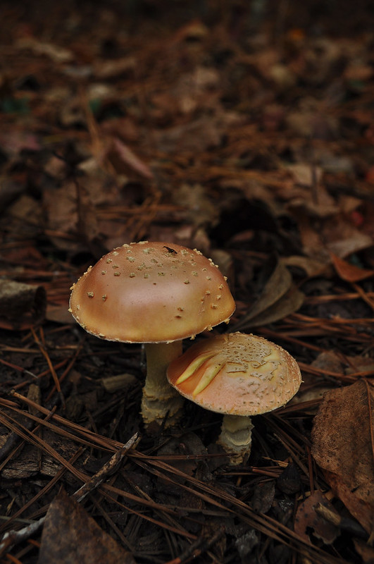 First Landing State Park Fungi (6)