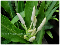 Promising buds of Hedychium coronarium (White Ginger Lily, White Ginger, Butterfly Ginger Lily, Garland Flower) in our tropical garden, 14 Nov 2017