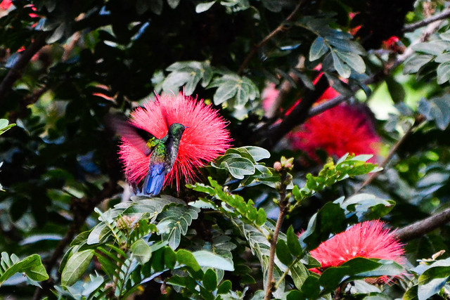 Etapa 7. Monteverde (Selvatura, canopy+ colibrís) - Ruta de 17 días por Costa Rica con niña de 7 años (3)