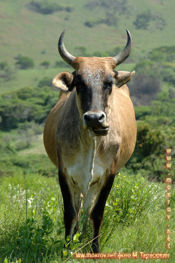 Провинция Лимпопо ЮАР буйвол.