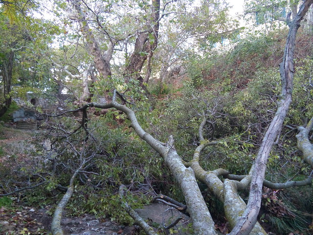 Δέντρο έσπασε στα δύο κατά την διάρκεια της καταιγίδας «Ευρυδίκη»