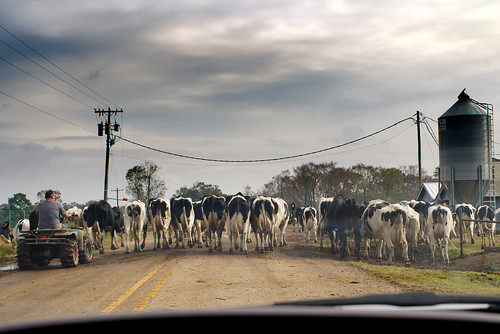 cows rural ruralhighways countryroads trafficjam kentwood louisiana unitedstates us