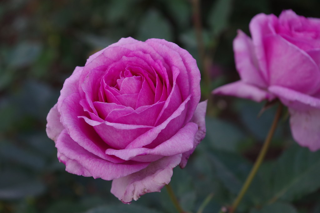 紫のバラ Rose Garden