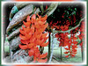 Mucuna bennettii (New Guinea Creeper, Scarlet Jade Vine, Red Jade Vine)