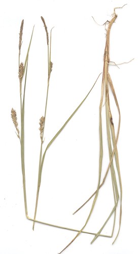 Carex meadii
