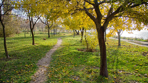autumn landscape nature fall canoneosm canon tree trees mykolaiv ukraine yellow leaves
