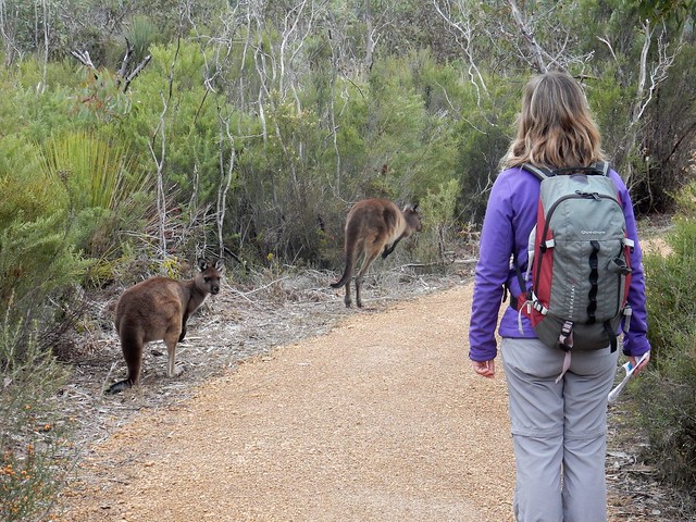 Kangaroo Island, fauna australiana en estado puro - AUSTRALIA POR LIBRE: EL PAÍS DEL FIN DEL MUNDO (56)