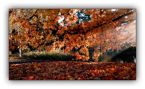 automne autumn feuilles arbre tree colors color couleur paysage landscape parc dxo one dxoone ombres lumières explore inexplore
