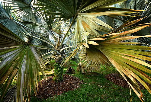 nature landscape tree sembawang sembawangpark grass dirt palm palmtree hdr singapore southeast asia