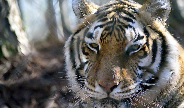 10 Things You Need To Know About Bengal Tigers, bengal tiger is