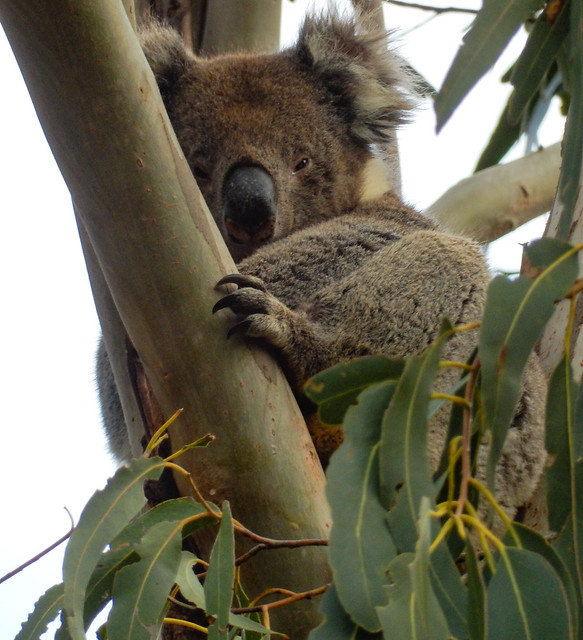 Kangaroo Island, fauna australiana en estado puro - AUSTRALIA POR LIBRE: EL PAÍS DEL FIN DEL MUNDO (29)