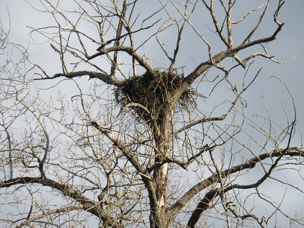 Eagles nest.
