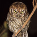 corujinha-do-mato (Megascops choliba) Tropical Screech-Owl
