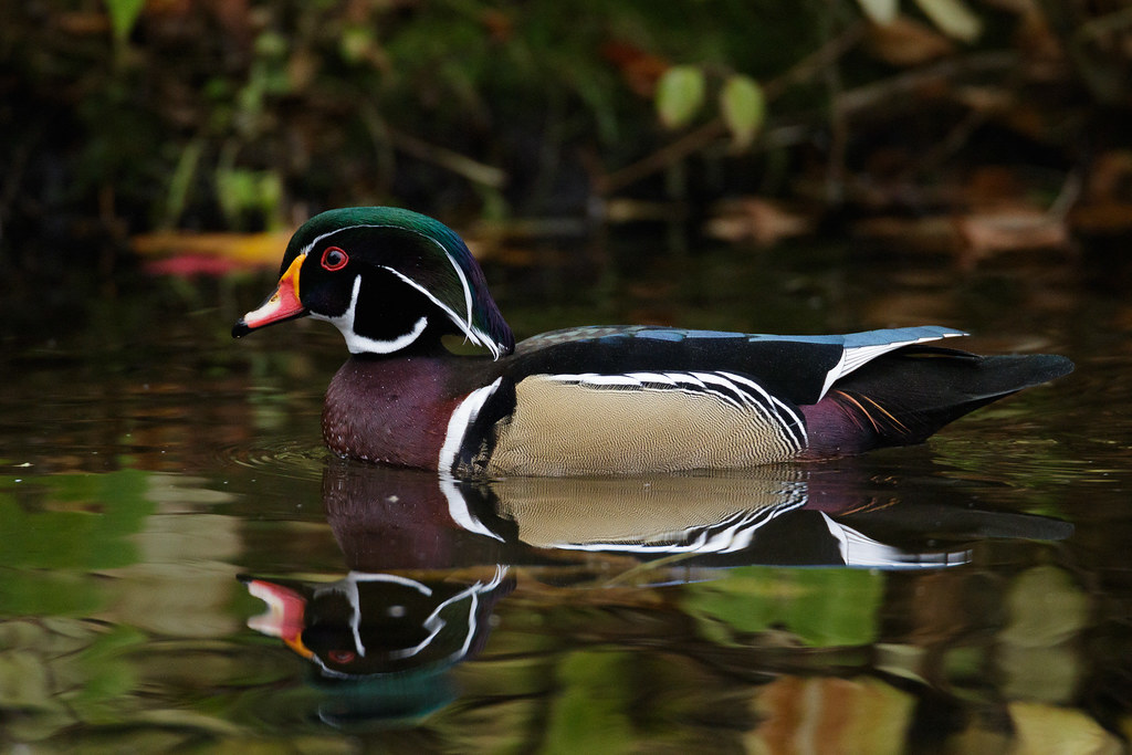 A wood duck drake in breeding plumage swims near the shore at Crystal Springs Rhododendron Garden in Portland, Oregon
