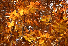 Fall at Miccosukee Canopy Road Greenway