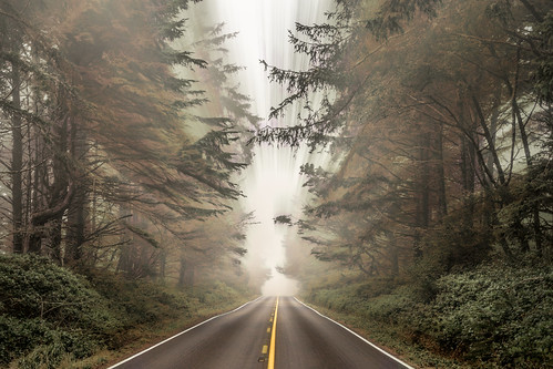 street route highway 109 washington usa fog mist blur motion desaturated road tree forest