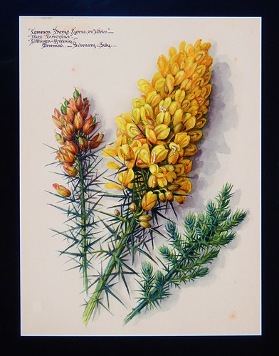 Botanical illustration of yellow Gorse blooms at Northstack Open-Air Museum on the Anglesey Peninsula in Wales
