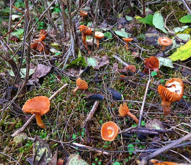 Hey there, little mushroom friends.