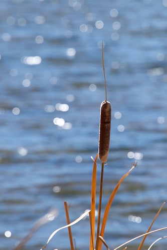 colorado us sausage river cattail typha plant waterside wetland moffatcounty