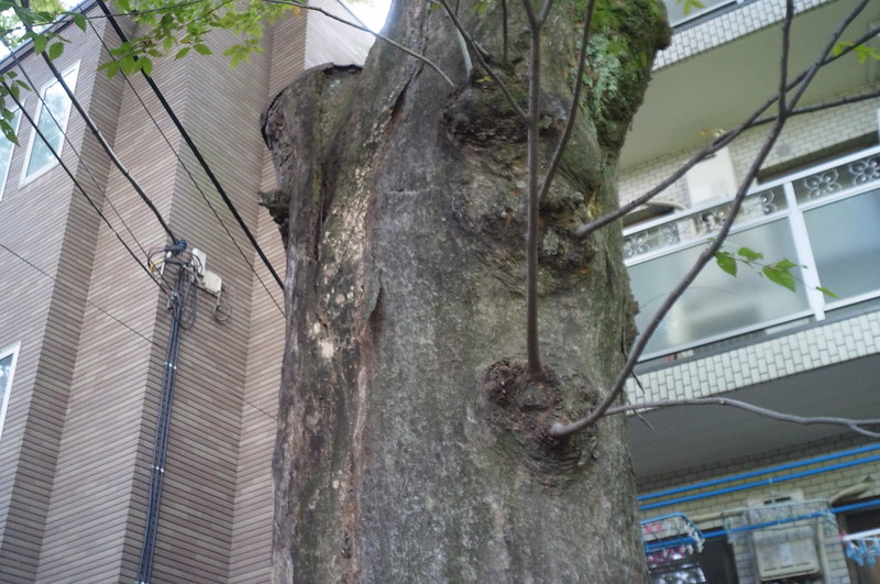 雑司ヶ谷鬼子母神参道の街路樹の幹