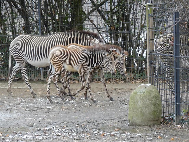 Zebras, Wilhelma