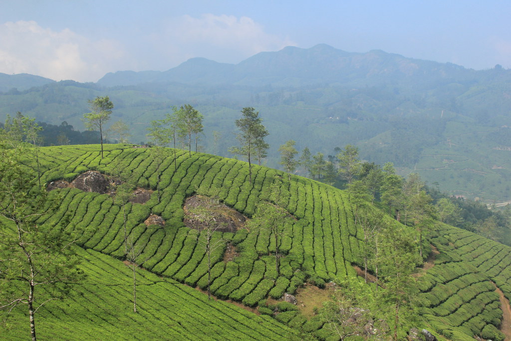 Tea plantations, Kerala