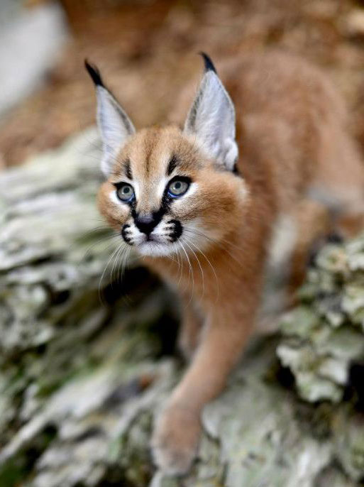 Wondering if Someone Could Create some Caracals (cats) for me — The