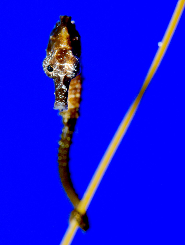Lined Seahorse_1