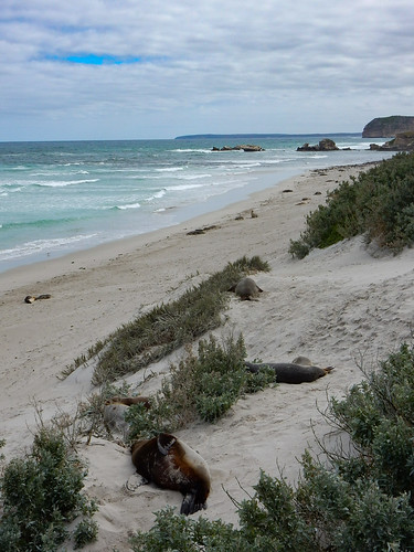 Kangaroo Island, fauna australiana en estado puro - AUSTRALIA POR LIBRE: EL PAÍS DEL FIN DEL MUNDO (13)