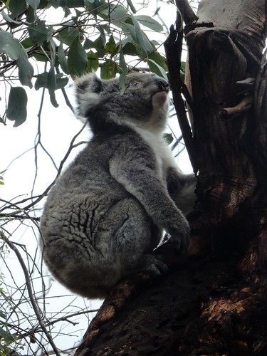 Kangaroo Island, fauna australiana en estado puro - AUSTRALIA POR LIBRE: EL PAÍS DEL FIN DEL MUNDO (58)