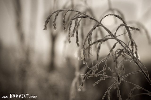 Winter reeds