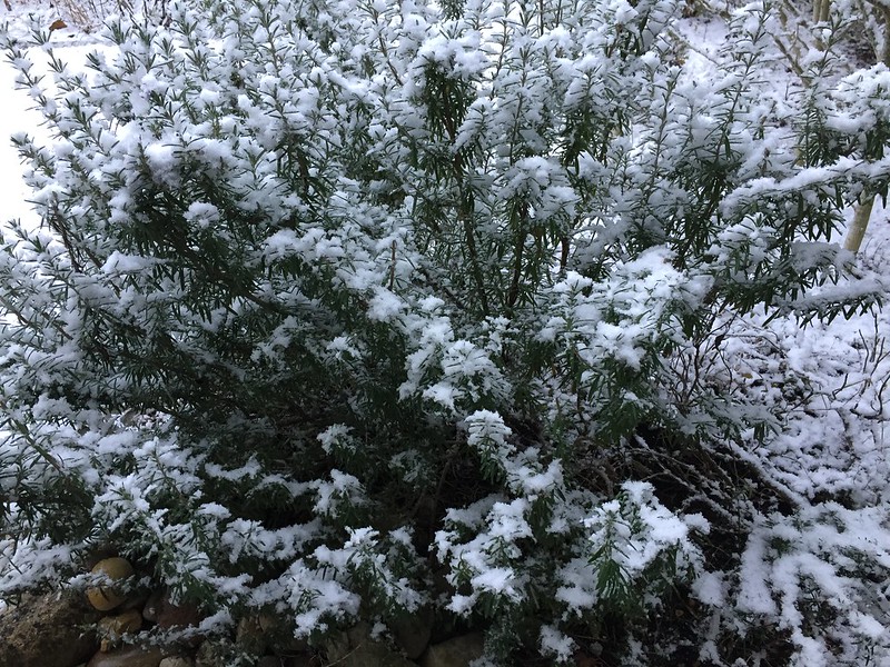 Rosemary in snow