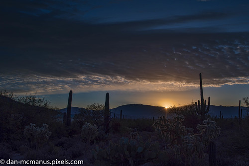 prickly pear cactus cholla arizona sunrise saguaro sabino canyon tucson pricklypearcactus sabinocanyon