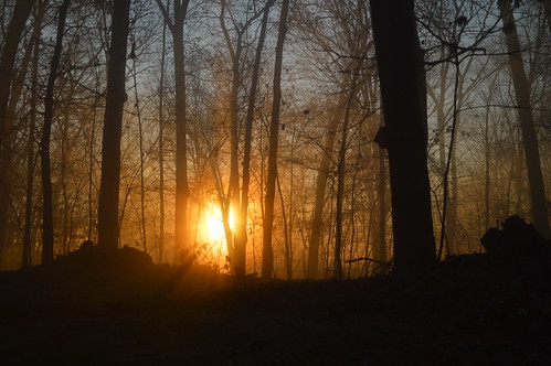 sunrise fog ohio hill trees woods